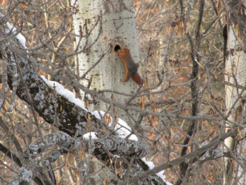 photo 291126