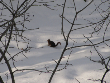 photo 291128