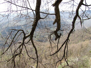 photo 1235938