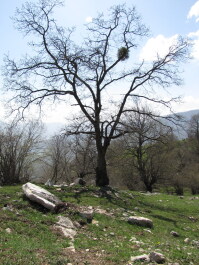 photo 1235941