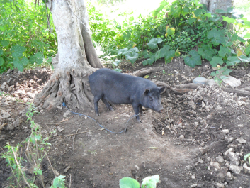 photo 635930