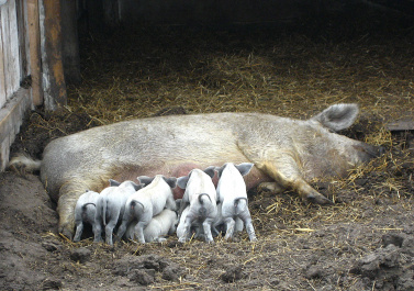 photo 333752