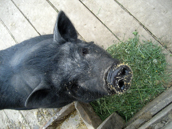 photo 333754