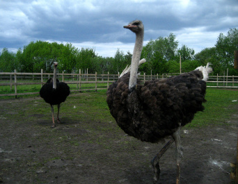 photo 333757