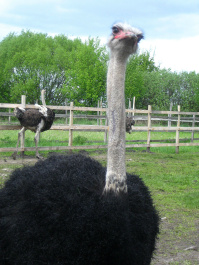 photo 333758