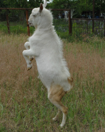 photo 394792