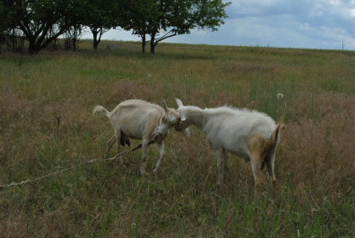 photo 394794