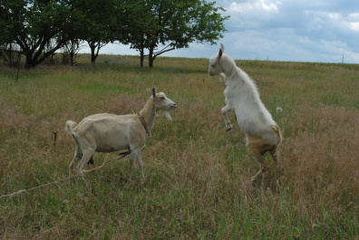 photo 394795