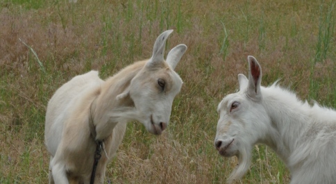 photo 394796