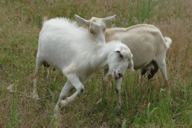 photo 394798