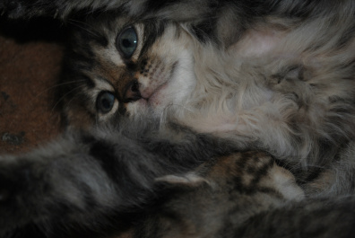 photo 397894