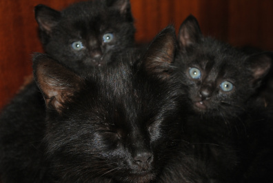 photo 397899