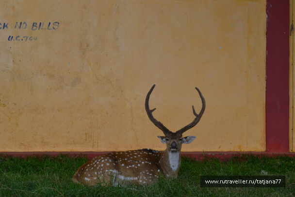 photo 985484