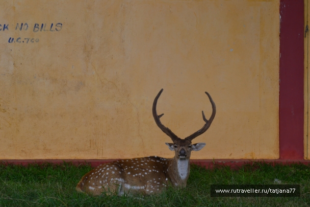 photo 985537