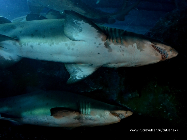 photo 897115