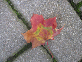 photo 649811