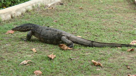 photo 274446