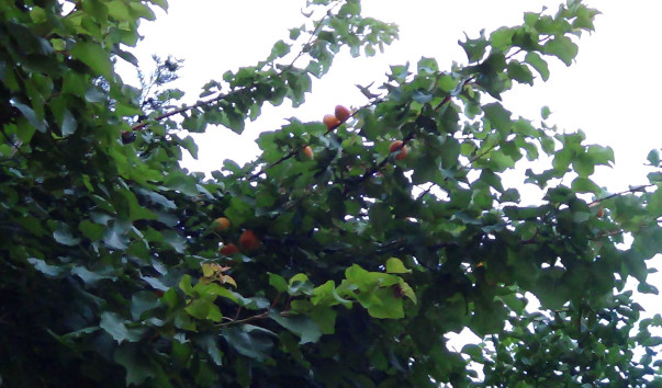 DSC01076_1