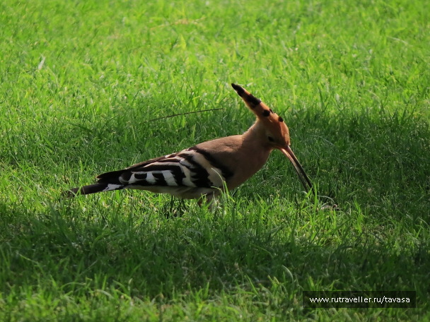 photo 1314520