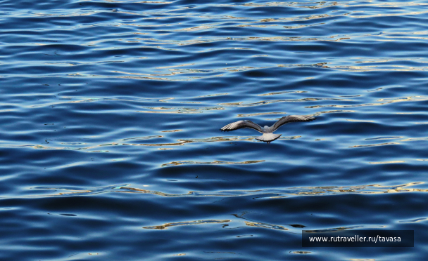 photo 1595217