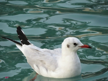 photo 970027