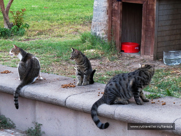 photo 1137307