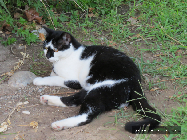 photo 1137308