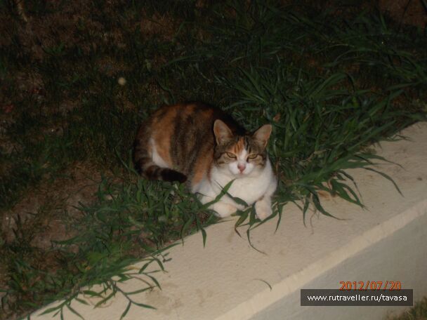 photo 568516