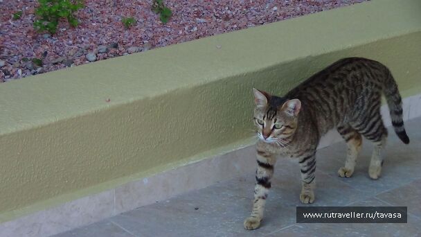 photo 568521