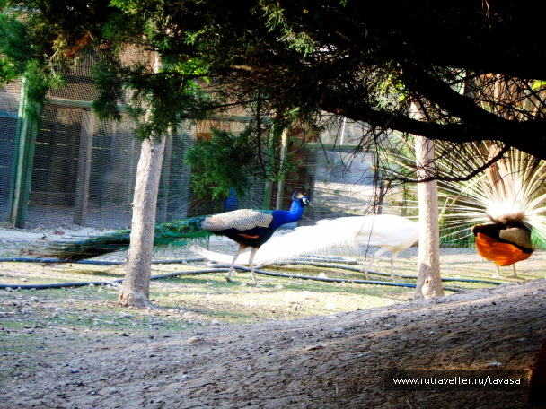 photo 604486