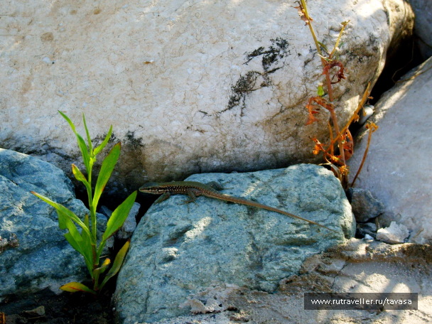 photo 604489