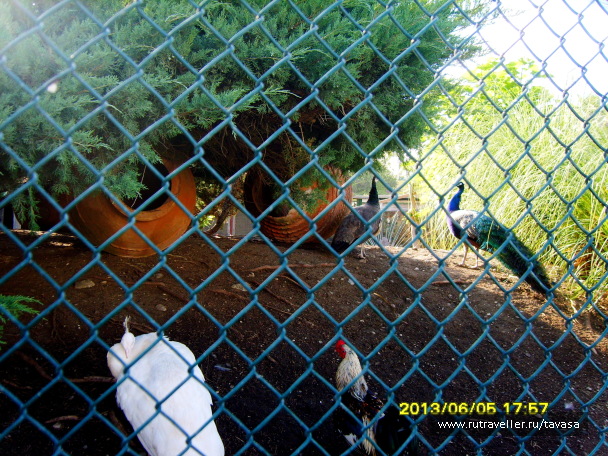 photo 604491