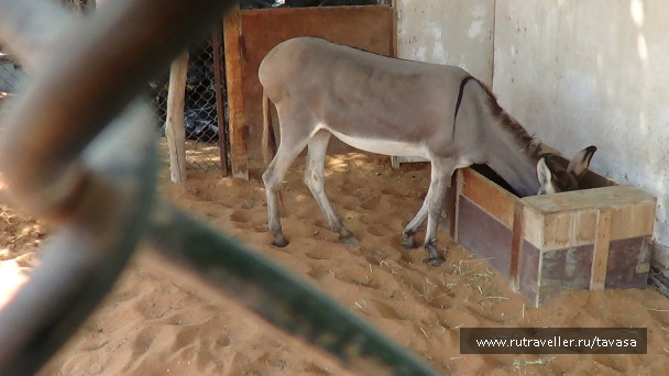 photo 479260