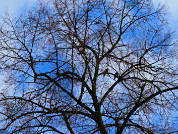 photo 1490460