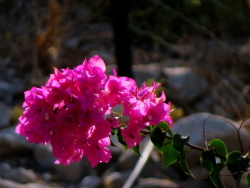 photo 1140184