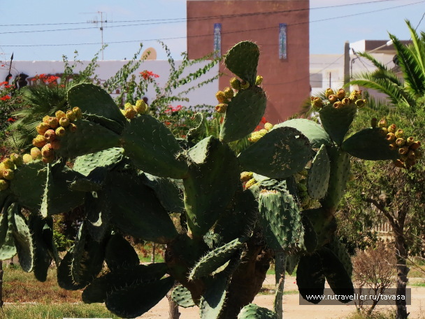 photo 1419610