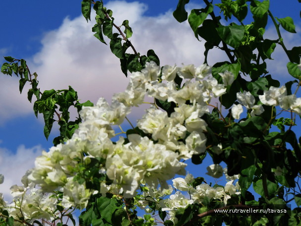 photo 1421655