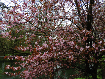photo 1485431