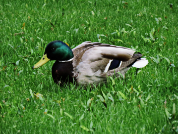 photo 1512605