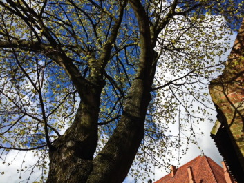 photo 1514360