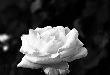photo 2054829