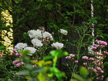 photo 1788253