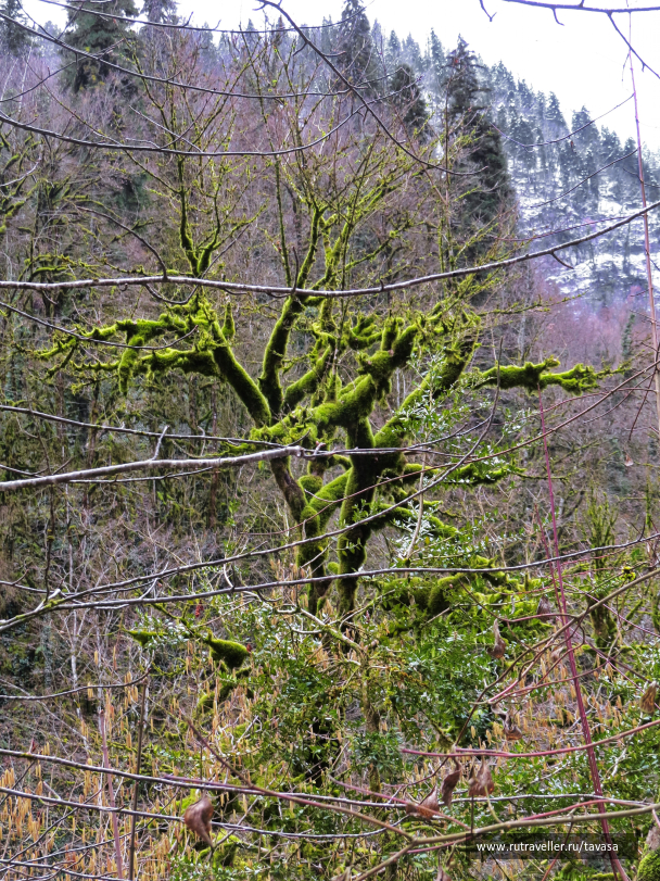 photo 2008810