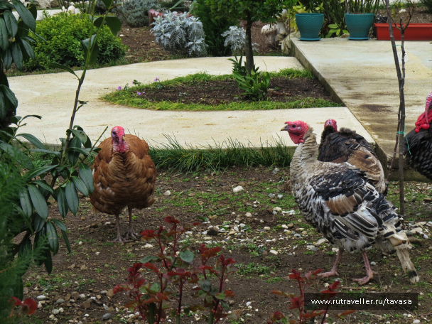 photo 2010226