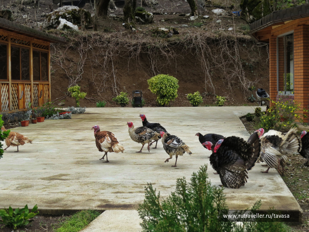 photo 2010707
