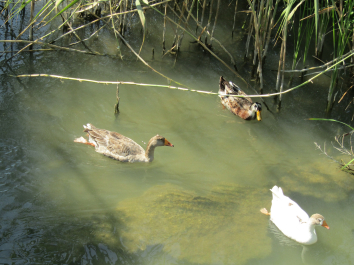 photo 2027629