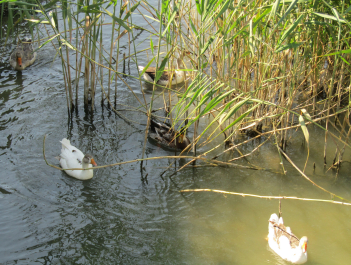 photo 2028504