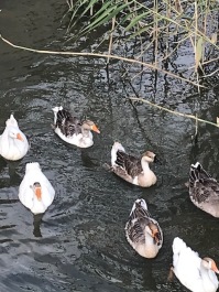 photo 2029491
