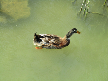 photo 2033886