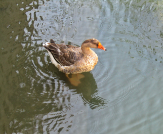 photo 2033887